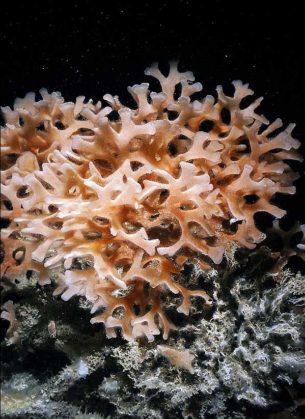 Pentapora fascialis